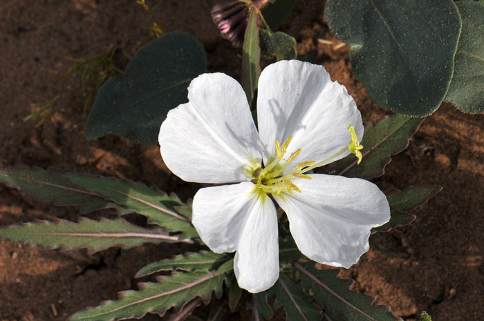 Oenothera deltoides, Dune Evening Primrose